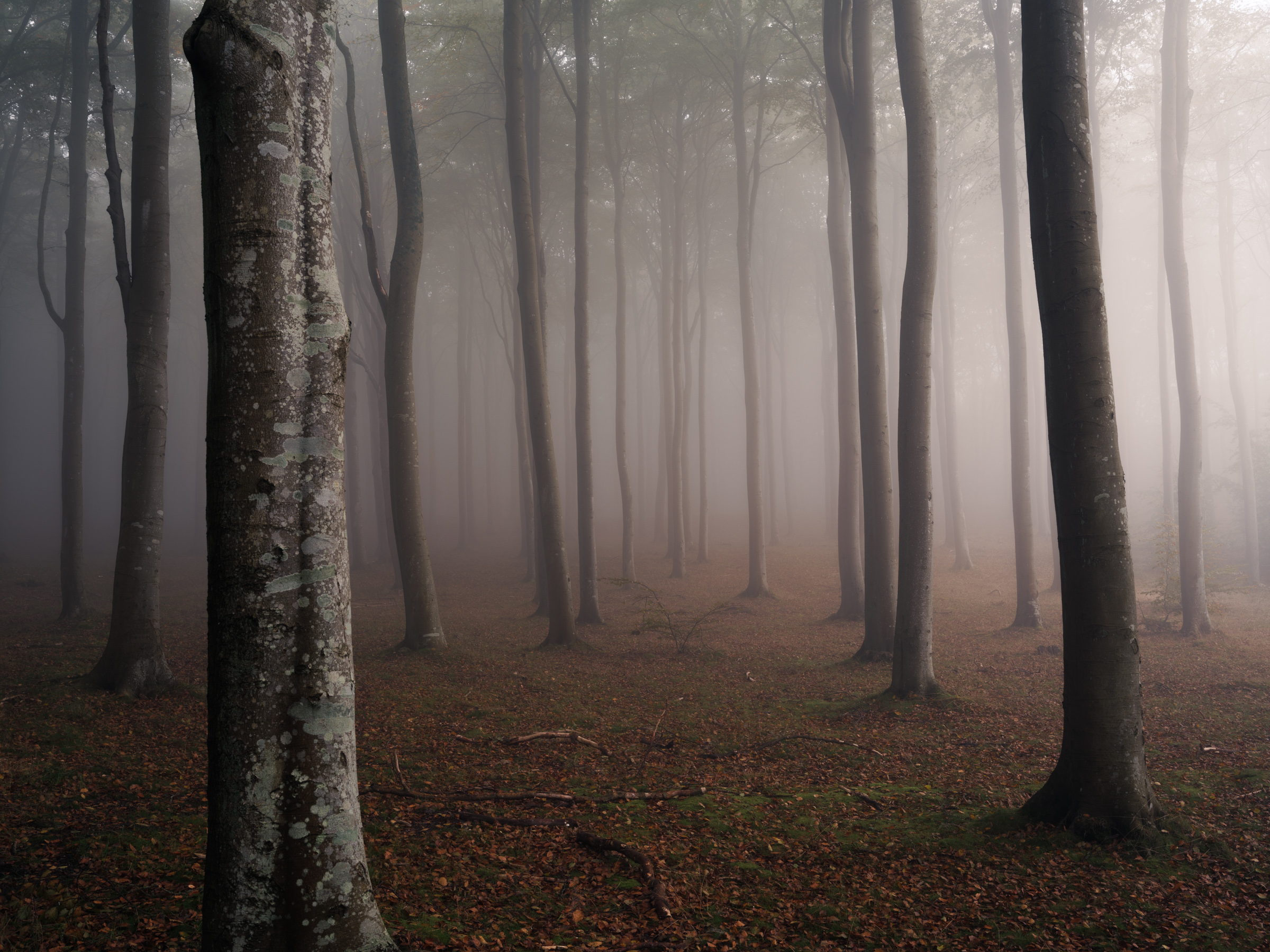 Foggy forest