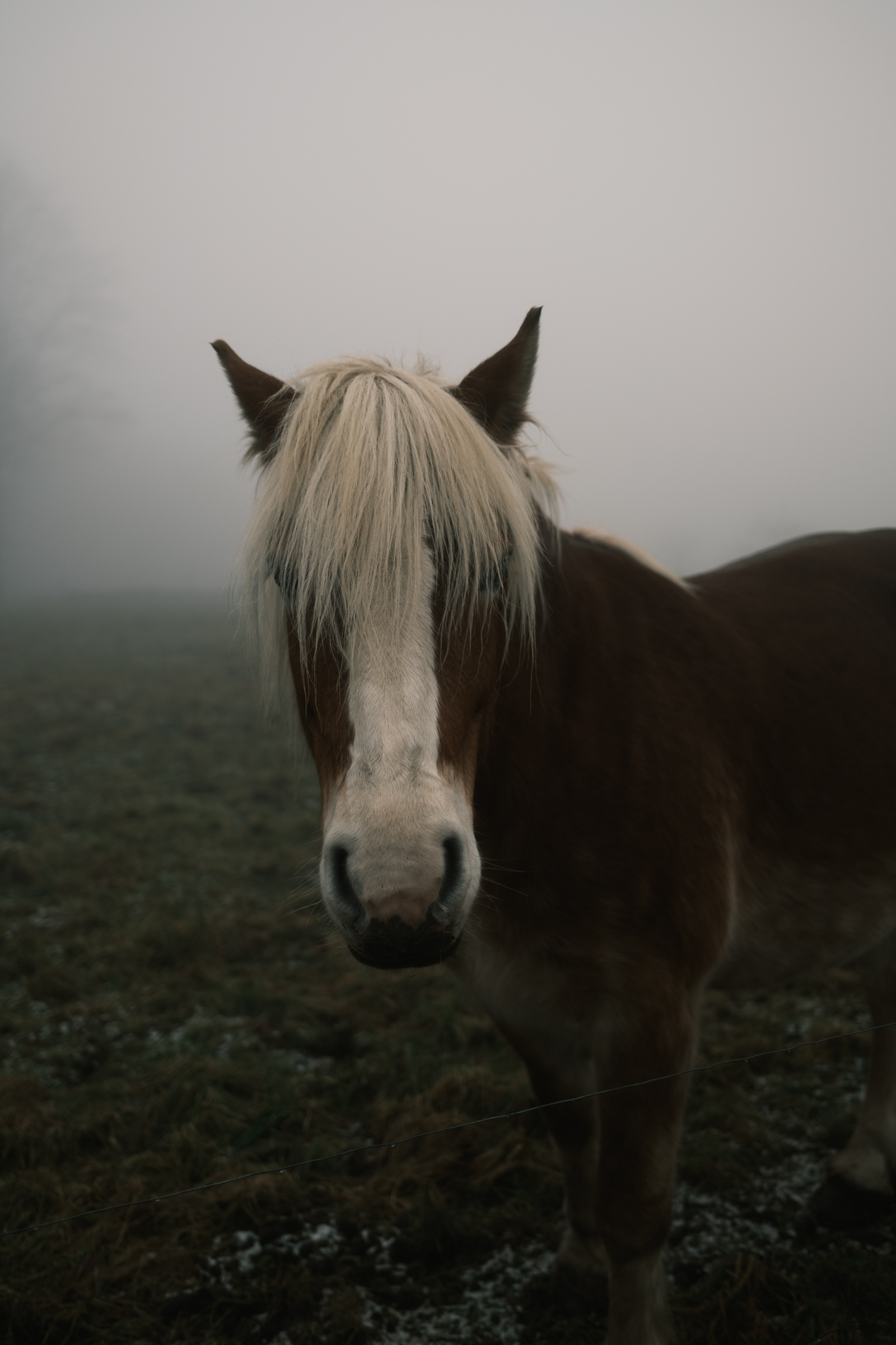 Horse in fog